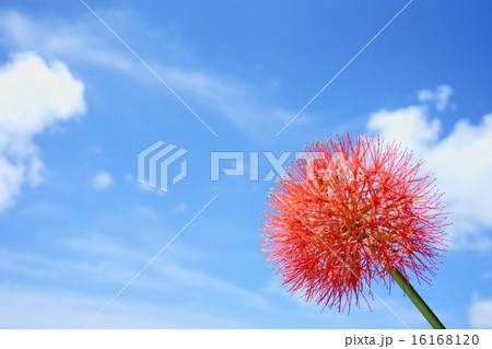 沖縄の青い空と赤い花 ハエマンサス の写真素材