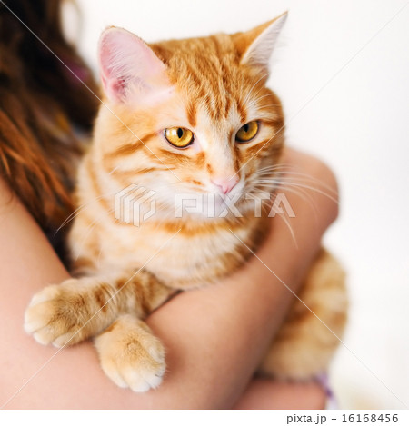 Girl holding beautiful orange tomcat Girl holding beautiful orange tomcat 16168456