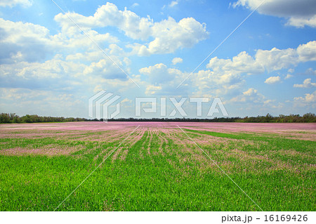 Beautiful landscape of lavender field 16169426