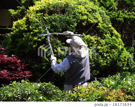 庭木の剪定 16171634