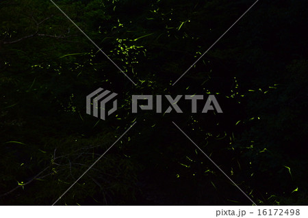 ホタルの乱舞（２） 16172498