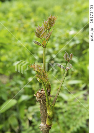 たらの芽 16173455