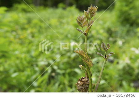 たらの芽 たらの芽 16173456