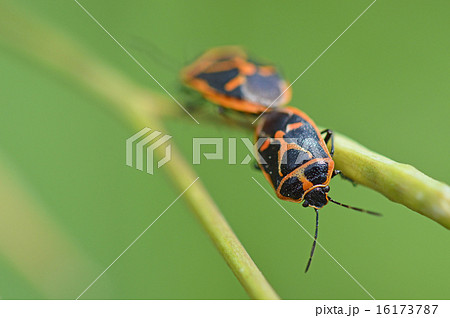 ナガメの交尾 16173787