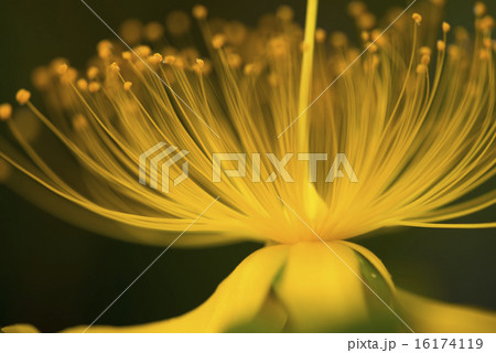 ビョウヤナギの花 アップ ビョウヤナギの花 アップ 16174119