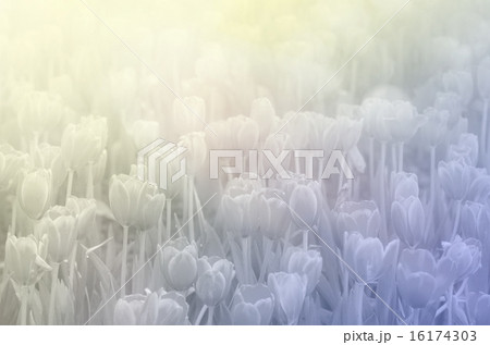 sweet color tulips in soft style background 16174303