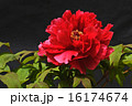 真っ赤な大輪牡丹　 16174674