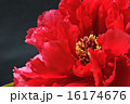 牡丹の蘂 16174676
