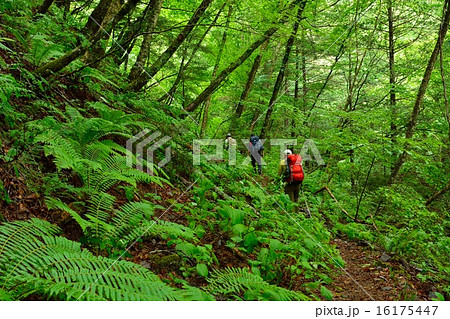 徳本峠越え 徳本峠越え 16175447