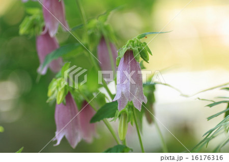 ホタルブクロの花の写真素材