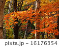 紅葉 16176354
