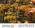 紅葉 16176355