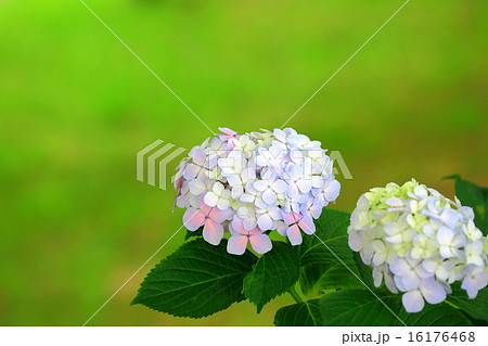 アジサイの花色が優しい アジサイの花色が優しい 16176468