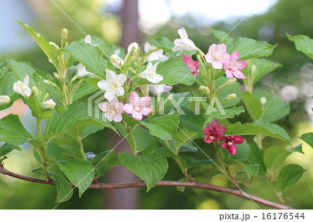 ハコネウツギの花 ハコネウツギの花 16176544