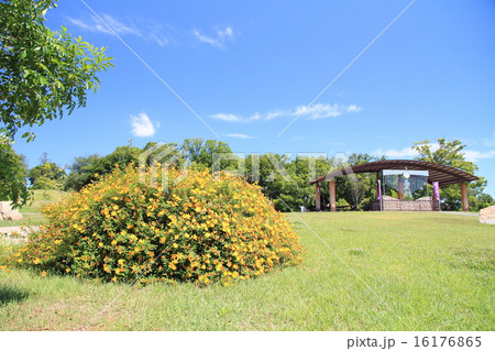 キンシバイの咲く公園 16176865