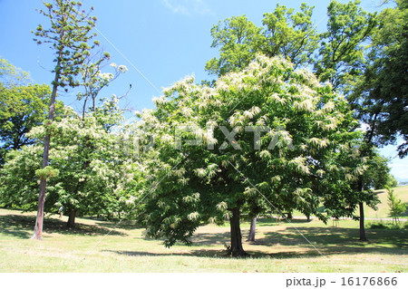 栗の木の花 栗の木の花 16176866