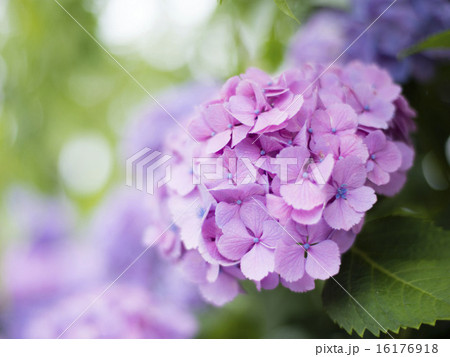 あじさい 16176918