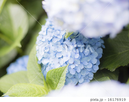 あじさい あじさい 16176919