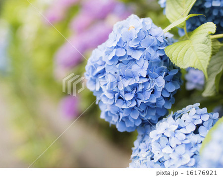 あじさい あじさい 16176921