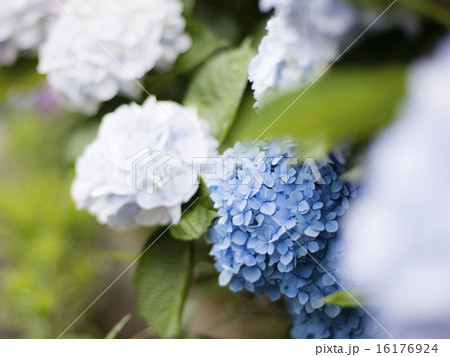 あじさい 16176924
