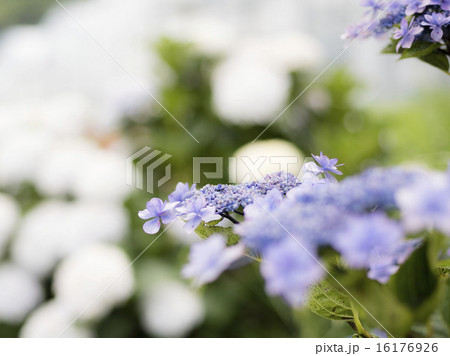 あじさい 16176926