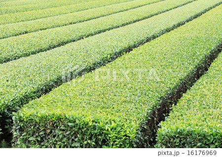 茶畑 16176969