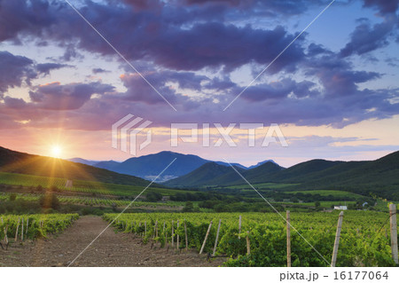 Vineyards at sunset 16177064