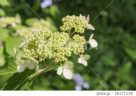 神戸市立森林植物園のアマギアマチャ(アジサイ) 神戸市立森林植物園のアマギアマチャ(アジサイ) 16177139