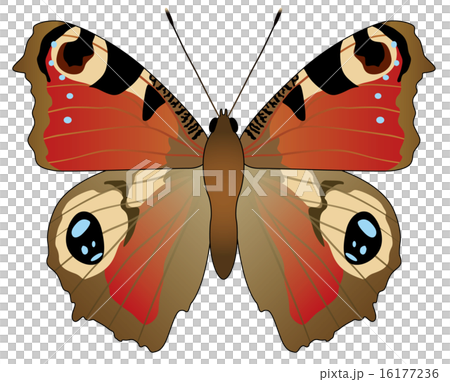 クジャクチョウ001 16177236