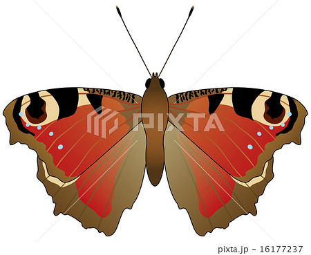 クジャクチョウ002 16177237