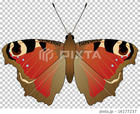 クジャクチョウ002 16177237