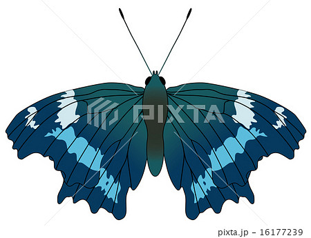 ルリタテハ00のイラスト素材 [16177239] - PIXTA