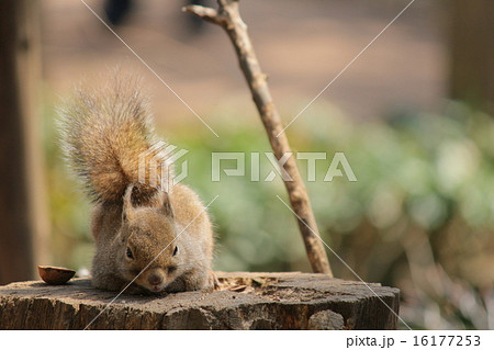 ニホンリス 16177253