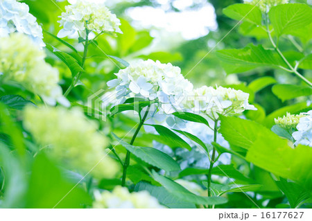あじさい 16177627