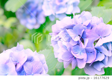 あじさい 16177629