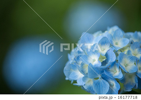 アジサイ 16177718