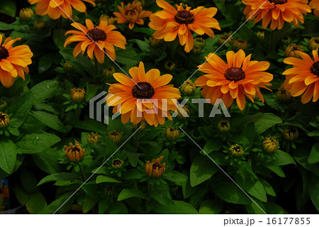 ヒマワリに似たゴールデンイエローの大輪の花が夏の日差しに鮮やかなルドベキア ヒルタ タイガーアイ の写真素材