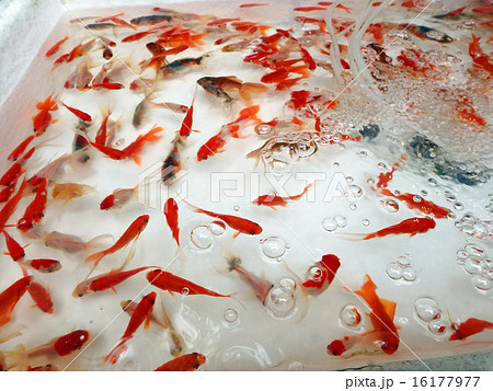 金魚すくい 金魚すくい 16177977