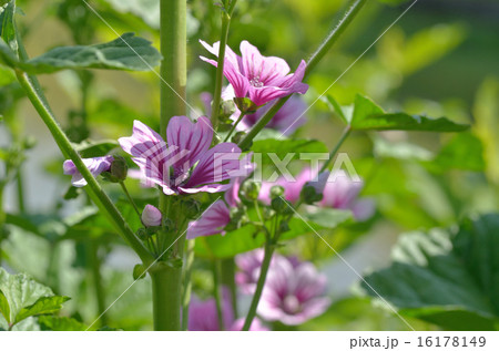花 ゼニアオイ 花 ゼニアオイ 16178149