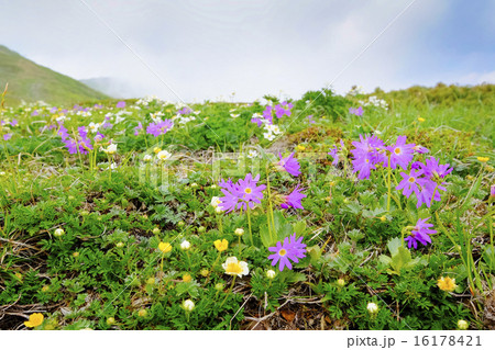 天上のお花畑 天上のお花畑 16178421