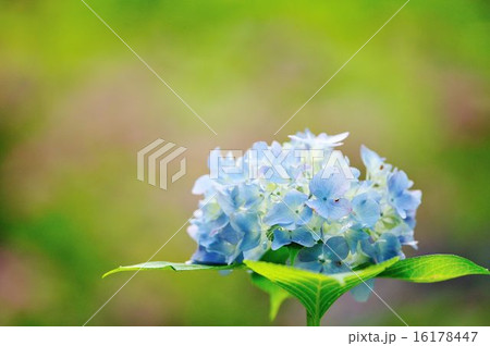 紫陽花 16178447