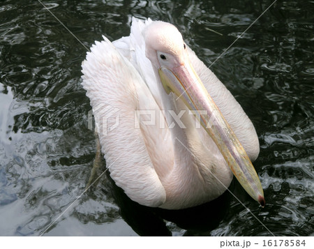 pink pelican 16178584