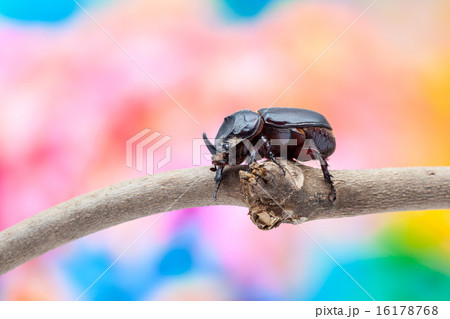 rhinoceros beetle 16178768