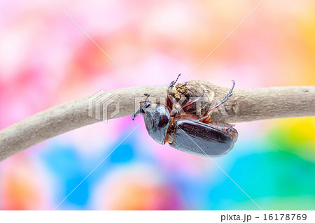 rhinoceros beetle 16178769