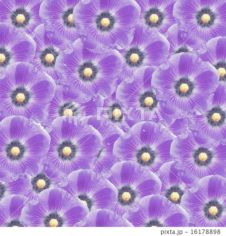 exotic color hollyhock flower as nature background 16178898