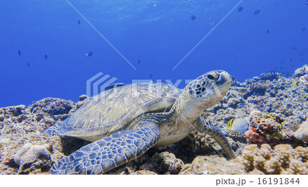まったりしているアオウミガメ 16191844