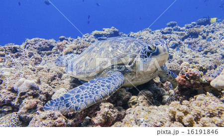 まったりしているアオウミガメ まったりしているアオウミガメ 16191846