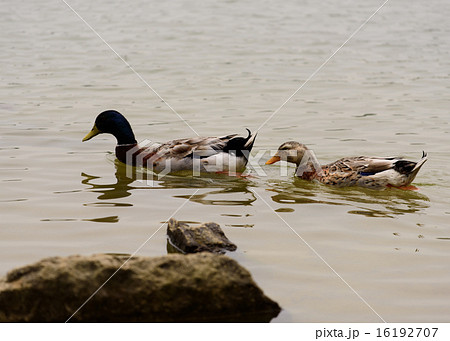 2羽のカモと岩 2羽のカモと岩 16192707