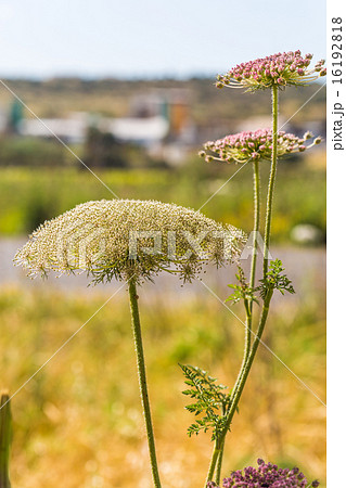 the growing wild flowers closeup 16192818