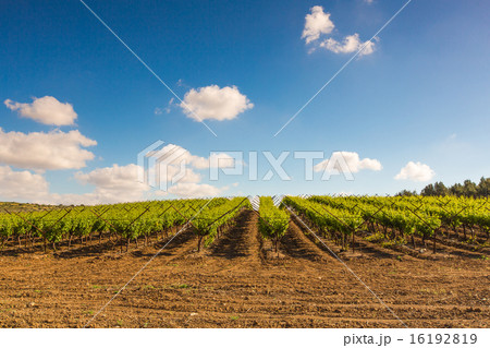 plantation of vineyards in the summer plantation of vineyards in the summer 16192819